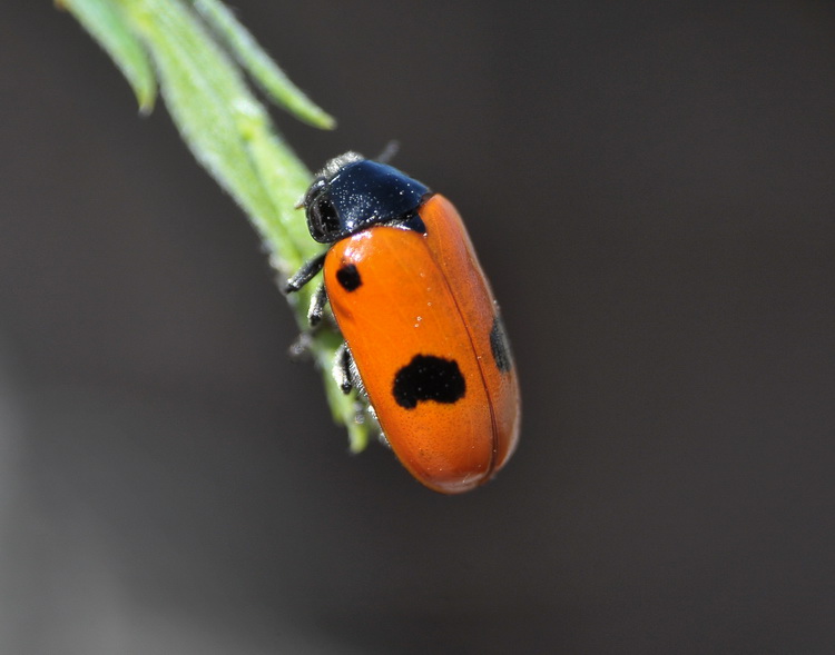 Coleottero casentinese: Clytra laeviuscula